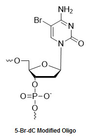 Bio-Synthesis Inc. Oligo Structure